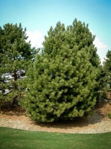 Сосна Чёрная (Pinus Nigra) купить по цене от 270.00р. в интернет-магазине «Посадика» с доставкой почтой в в Сортавалае и по всей России – [изображение №1].