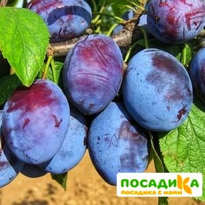 Слива Чачакская ранняя купить по цене от 229.00р. в интернет-магазине «Посадика» с доставкой почтой в в Сортавалае и по всей России – [изображение №1].