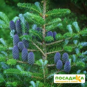 Пихта корейская (Abies koreana) купить по цене от 450.00р. в интернет-магазине «Посадика» с доставкой почтой в в Сортавалае и по всей России – [изображение №1].