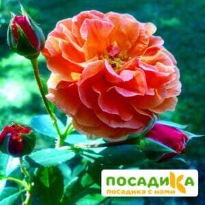 Роза Арабия купить по цене от 350.00р. в интернет-магазине «Посадика» с доставкой почтой в в Сортавалае и по всей России – [изображение №1].