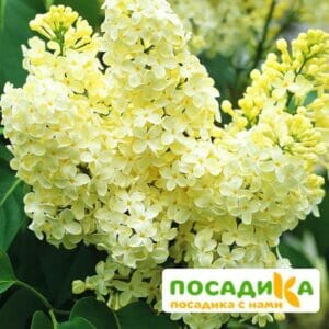 Сирень Примроуз (Primrose) купить по цене от 529.00р. в интернет-магазине «Посадика» с доставкой почтой в в Сортавалае и по всей России – [изображение №1].