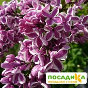 Сирень Сенсация купить по цене от 529.00р. в интернет-магазине «Посадика» с доставкой почтой в в Сортавалае и по всей России – [изображение №1].