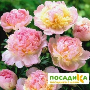 Пион Распберри Сандей (Paeonia Raspberry Sundae) купить по цене от 959р. в интернет-магазине «Посадика» с доставкой почтой в в Сортавалае и по всей России – [изображение №1].