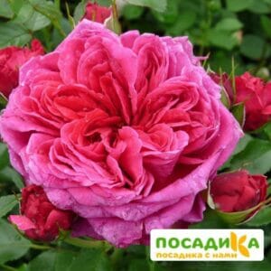 Шраб Роза Соул купить по цене от 390.00р. в интернет-магазине «Посадика» с доставкой почтой в в Сортавалае и по всей России – [изображение №1].
