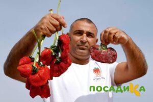 Клубника Гигант Джорнея купить по цене от 266р. в интернет-магазине «Посадика» с доставкой почтой в в Сортавалае и по всей России – [изображение №1].