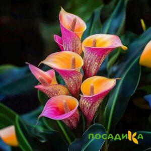 Калла Оникс купить по цене от 450р. в интернет-магазине «Посадика» с доставкой почтой в в Сортавалае и по всей России – [изображение №1].