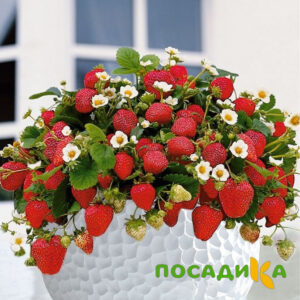 Клубника Рубиновый Шепот (горшечная) купить по цене от 240р. в интернет-магазине «Посадика» с доставкой почтой в в Сортавалае и по всей России – [изображение №1].