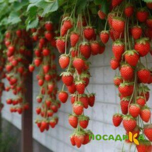 Клубника вьющаяся Комплимент купить по цене от 470р. в интернет-магазине «Посадика» с доставкой почтой в в Сортавалае и по всей России – [изображение №1].