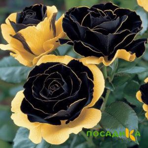 Роза Ханни Сикл купить по цене от 700р. в интернет-магазине «Посадика» с доставкой почтой в в Сортавалае и по всей России – [изображение №1].