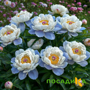 Пион акварельный Этюд купить по цене от 806р. в интернет-магазине «Посадика» с доставкой почтой в в Сортавалае и по всей России – [изображение №1].