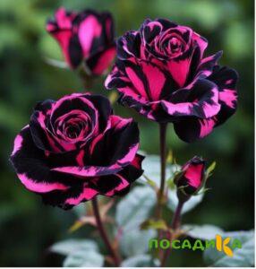 Роза Багровый Шепот купить по цене от 366р. в интернет-магазине «Посадика» с доставкой почтой в в Сортавалае и по всей России – [изображение №1].