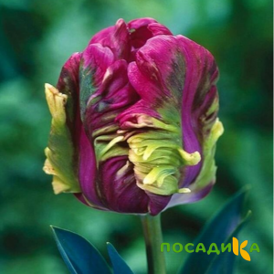 Тюльпан Экзотик Хэвен купить по цене от 186р. в интернет-магазине «Посадика» с доставкой почтой в в Сортавалае и по всей России – [изображение №1].