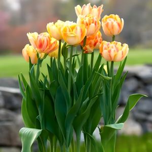 Тюльпан Верона Санрайз купить по цене от 280р. в интернет-магазине «Посадика» с доставкой почтой в в Сортавалае и по всей России – [изображение №1].