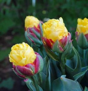 Тюльпан Айс Крим Банана купить по цене от 360р. в интернет-магазине «Посадика» с доставкой почтой в в Сортавалае и по всей России – [изображение №1].