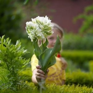 Тюльпан Супер Пэррот купить по цене от 360р. в интернет-магазине «Посадика» с доставкой почтой в в Сортавалае и по всей России – [изображение №1].