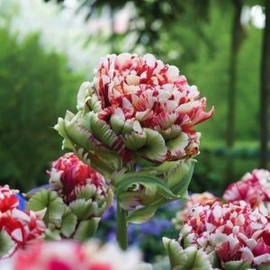 Тюльпан Дабл Флеминг Берд купить по цене от 249р. в интернет-магазине «Посадика» с доставкой почтой в в Сортавалае и по всей России – [изображение №1].