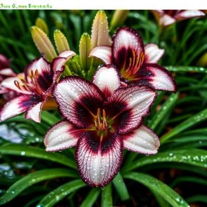 Лилейник Крим Сикл купить по цене от 799р. в интернет-магазине «Посадика» с доставкой почтой в в Сортавалае и по всей России – [изображение №1].