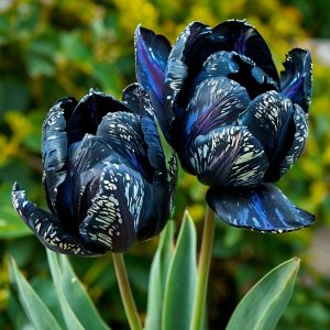 Тюльпан Блю Фог купить по цене от 500р. в интернет-магазине «Посадика» с доставкой почтой в в Сортавалае и по всей России – [изображение №1].