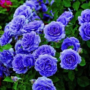 Роза Блю Мун купить по цене от 450р. в интернет-магазине «Посадика» с доставкой почтой в в Сортавалае и по всей России – [изображение №1].