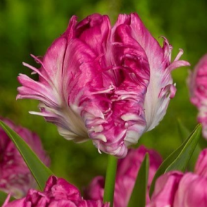 Тюльпан махровый Кул Кристал купить по цене от 400р. в интернет-магазине «Посадика» с доставкой почтой в в Сортавалае и по всей России – [изображение №1].