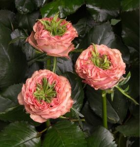 Роза Амбер Инчант купить по цене от 495р. в интернет-магазине «Посадика» с доставкой почтой в в Сортавалае и по всей России – [изображение №1].