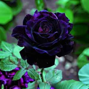 Роза Блэк Пантер купить по цене от 319р. в интернет-магазине «Посадика» с доставкой почтой в в Сортавалае и по всей России – [изображение №1].