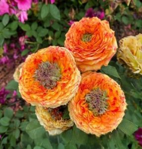 Роза Золотой Мираж купить по цене от 420р. в интернет-магазине «Посадика» с доставкой почтой в в Сортавалае и по всей России – [изображение №1].